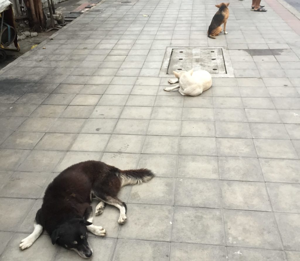 わんこ