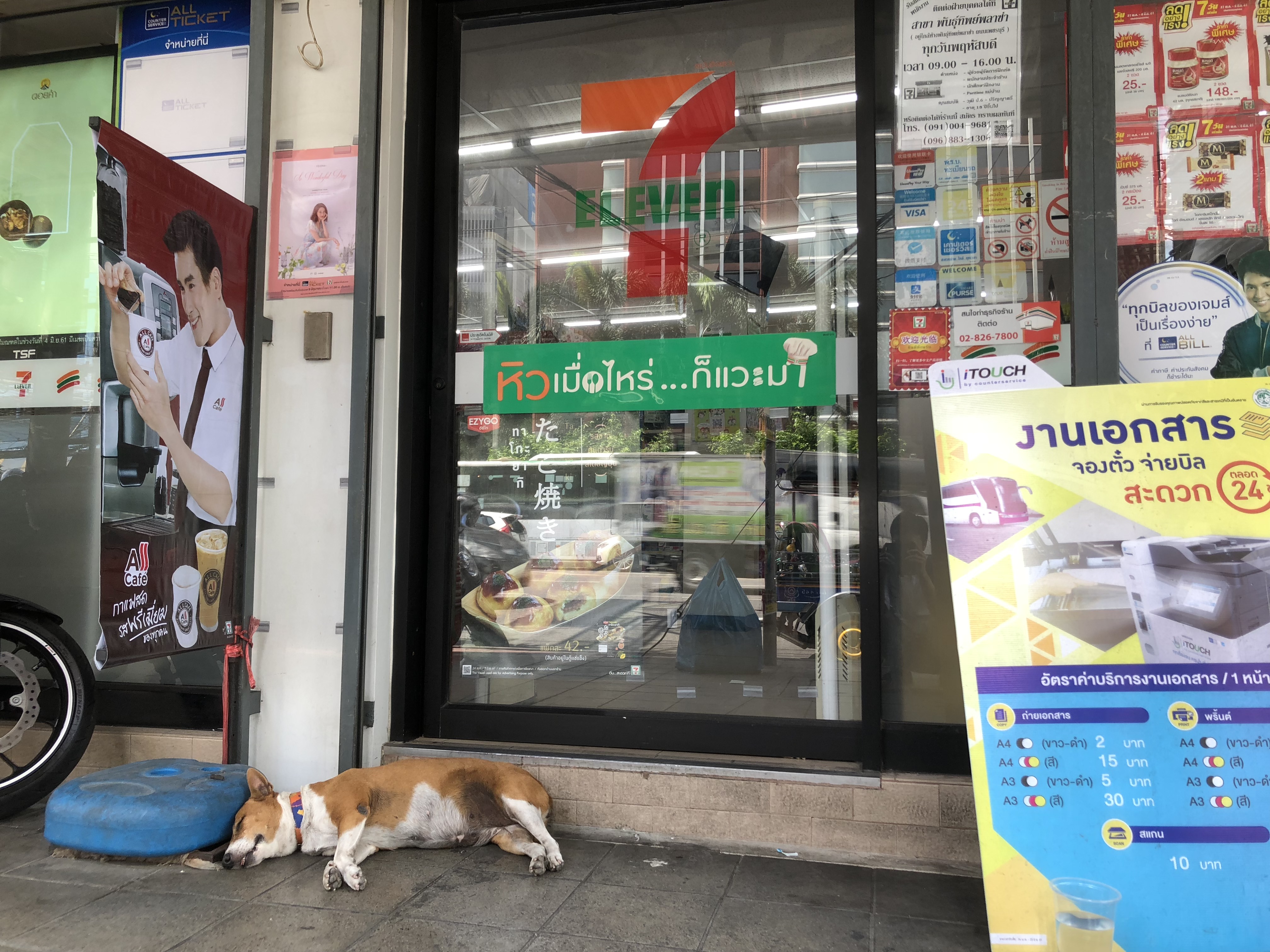 セブン犬 タイのコンビニ前にいる野良犬が賢い 店内のクーラーの冷気が漏れて涼しい アジアの歩き方
